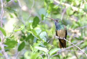 Buff-bellied Hummingbird