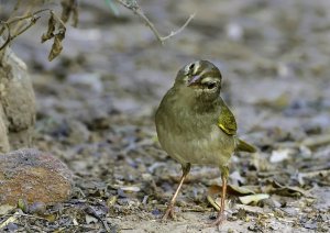 Olive Sparrow