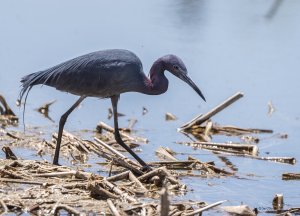 Little Blue Heron in Colorado