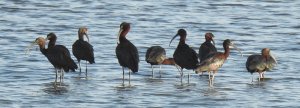 Glossy Ibis Group