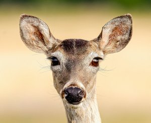 Texas Whitetail Deer (doe)