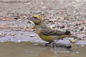 Red Crossbill