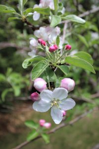 Apple blossoms