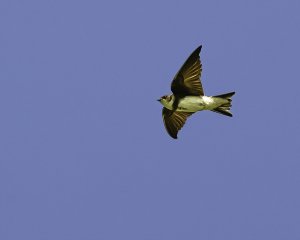 Bank Swallow