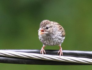 Chipping Sparrow