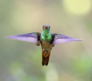 Buff-bellied Hummingbird (hovering)
