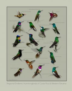 Regional endemic Hummingbirds of Costa Rica & Western Panama plate.