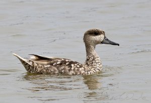 Marbled Duck, or Marbled Teal