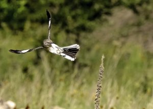 Northern Mockingbird landing