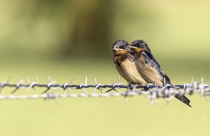 Barn Swallow juveniles