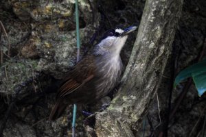 Black-browed Babbler