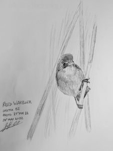 Reed Warbler.jpg
