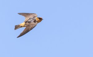 Cave Swallow