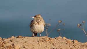 Crested Lark