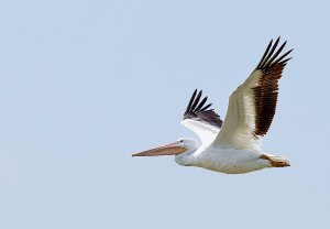 American White Pelican (juvenile)