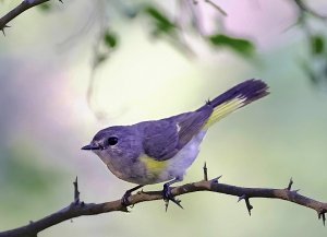 American Redstart (female)