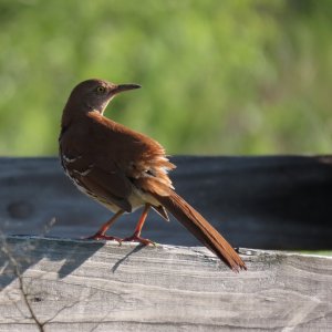 Brown thrasher