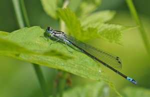 Variable Damselfly