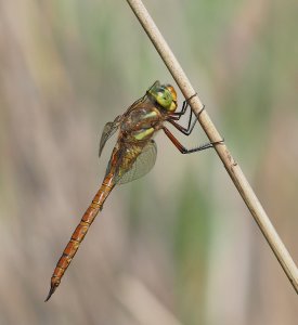 Green-eyed Hawker