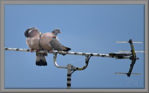 Woodpigeons:  I wonder what's on TV tonight! 👀