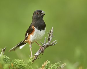 Eastern towhee