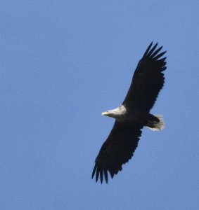 White tailed eagle