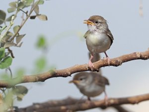 Graceful prinia