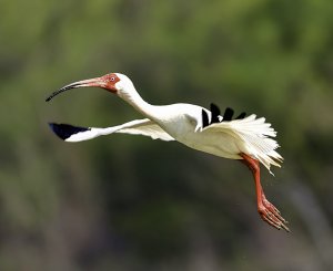 White Ibis