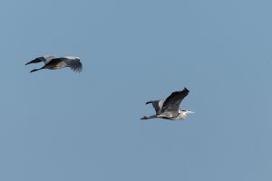 Grey herons in flight