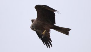 Black kite