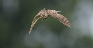 Eurasian skylark