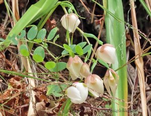 White Globe Lily (Calochortus albus)