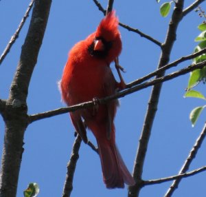 Northern cardinal