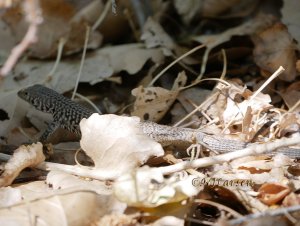 Western Whiptail