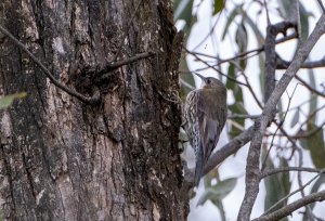 white-throated-treecreeper-wallaby-gully-1.jpg