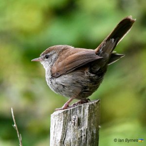 CETTIS WARBLER - Cettia cetti