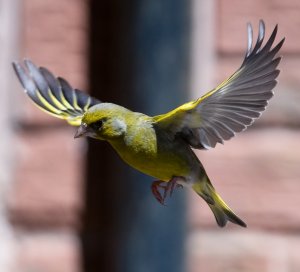 Green Finch in Flight