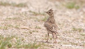 Eurasian skylark