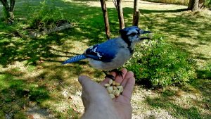 Blue Jay in Hand.jpg