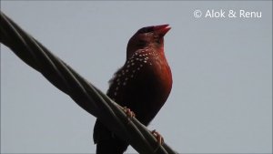 Red Avadavat : singing male : Amazing wildlife of India by Renu Tewari and Alok Tewari