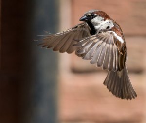 Male House Sparrow In Flight