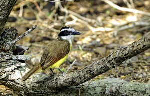 Great Kiskadee