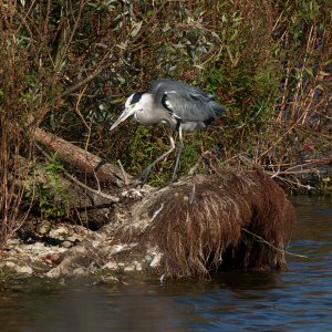 Grey heron