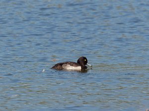 Male tufted duck