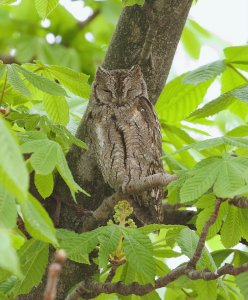 Eurasian Scops Owl