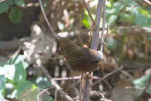 Scaly-breasted Cupwing (or Wren Babbler)