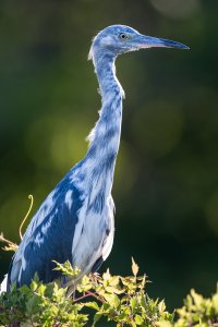 Little Blue, Mid-Molt