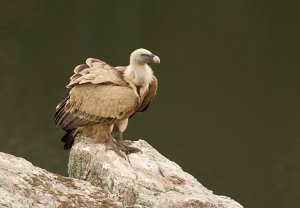 Griffon Vulture