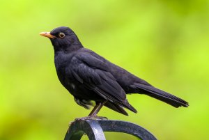 Eurasian blackbird