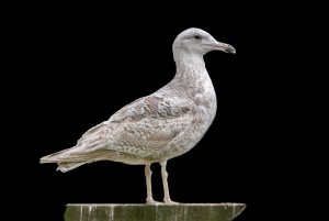 Glaucous gull x Herring gull hybrid